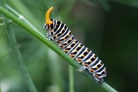 /album/natural-iter/papilionidae-machaon-bruco-jpg/