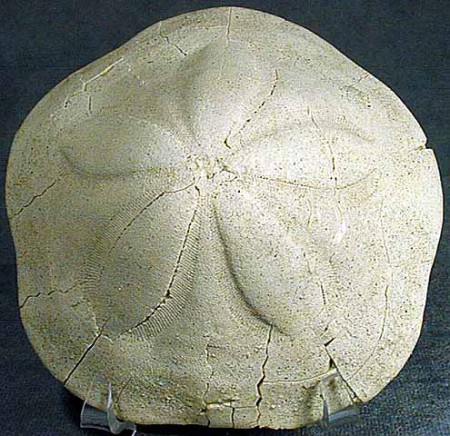 Clypeaster del Tortoniano