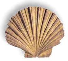Pecten jacobaeus