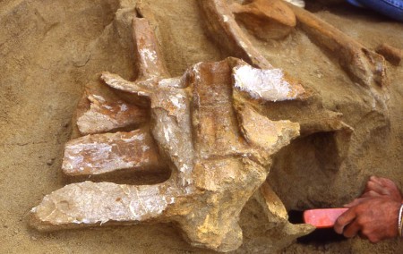 vertebre ancora in connessione anatomica