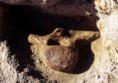 /album/galleria-foto-una-balena-in-aspromonte/vertebra-03-jpg/